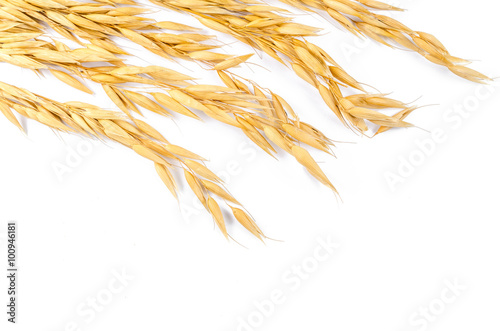 Barley grain isolated on white background