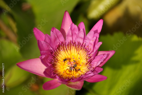 Purple water lily with bee in pollen  selective focus.