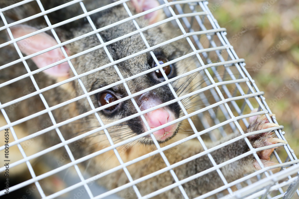 Obraz premium Possum Caught In a Trap