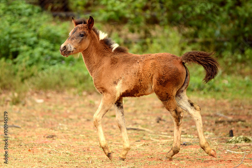 Young brown horse running