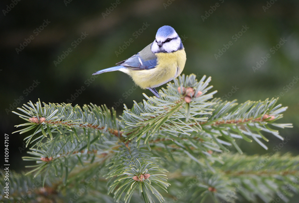 Fototapeta premium Blaumeise 