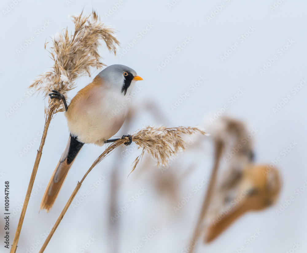 Obraz premium Bearded reedling