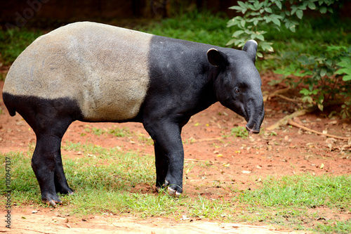 Tapir full length standing (Tapirus indicus) © dangdumrong