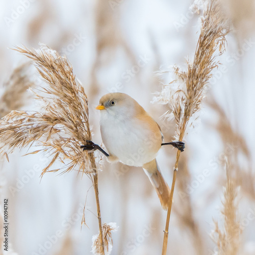Bearded reedling