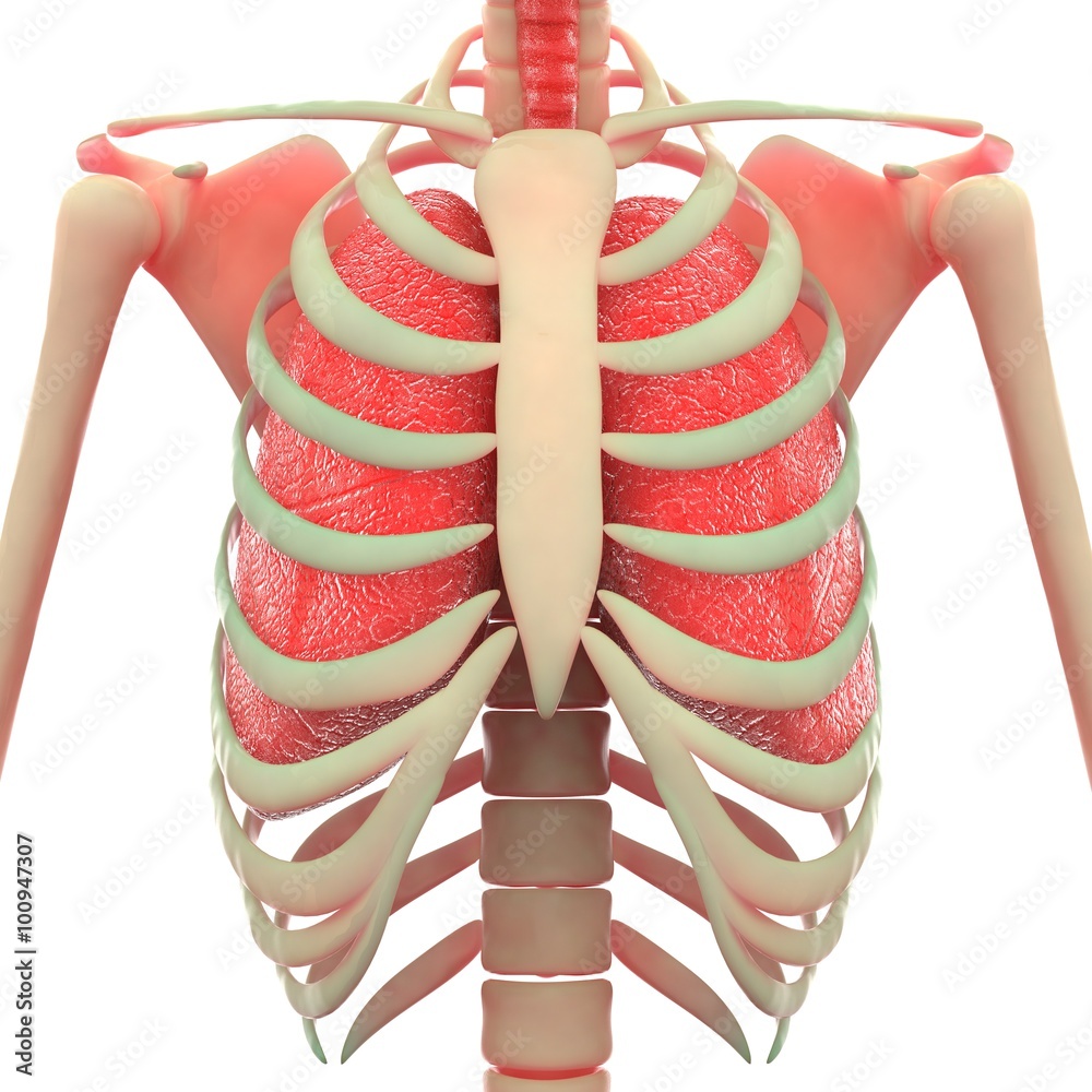 ภาพประกอบสต็อก Human Ribs with Scapula and Lungs ภาพ Adobe Stock