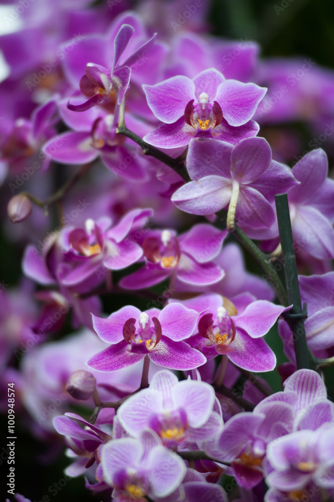 Fototapeta premium Orchidee presso Euroflora