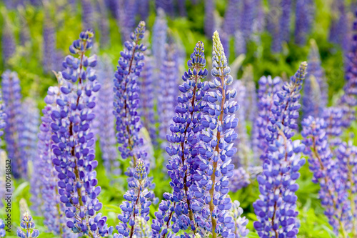 Violet flowers a lupine