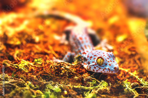 exotic animal tokay gecko lizard