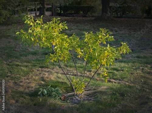 Young Common hoptree