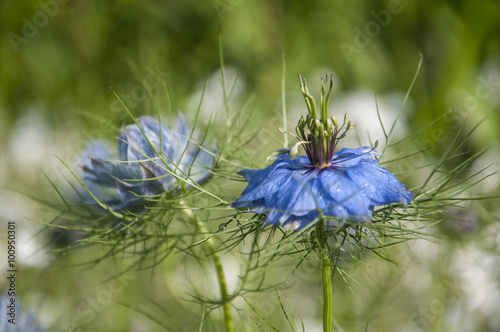 closeup of an exotic blue flower - Nigella damascena