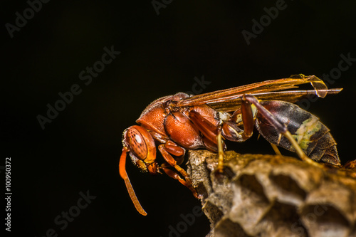 Wasp nest with eggs and larvae in the trees.