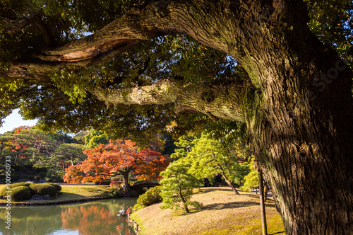 Fototapeta Naklejka Na Ścianę i Meble -  Autumn leaves in the park.Japanese garden with pond.