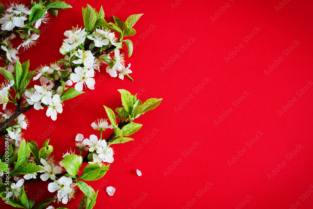 Fototapeta premium flowering cherry branch