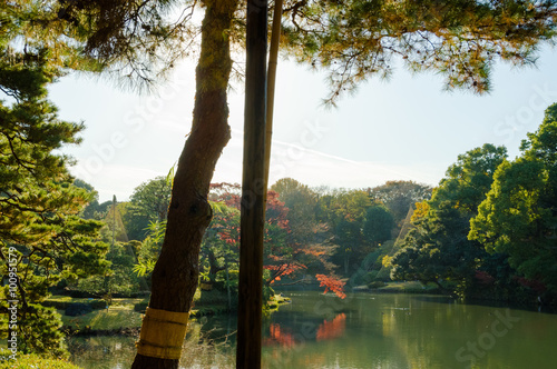 Autumn leaves in the park.Japanese garden withpine tree . photo