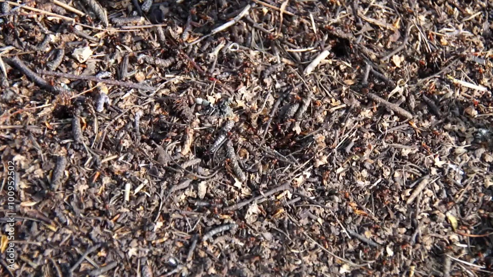 Ants at work