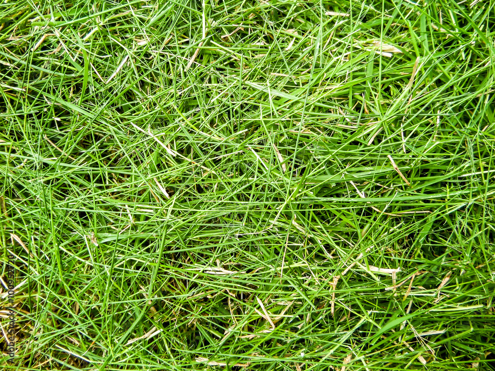 grass cut texture grass cut texture