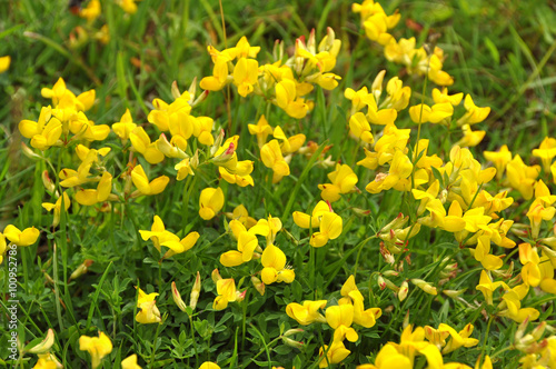 Background flowering Yellow broom flower