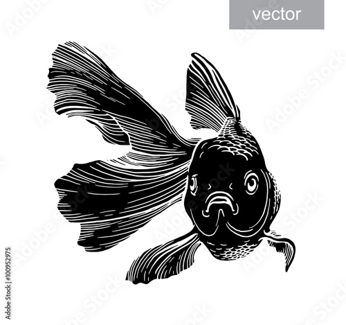 Gold fish drawn illustration underwater engraving vector