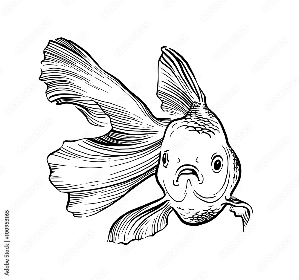 Fototapeta premium Goldfish illustration artwork line underwater engraving black and white