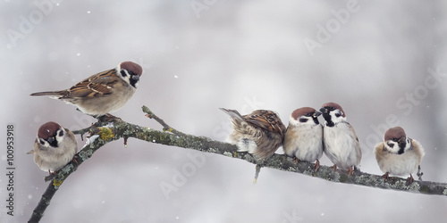Sparrow on branch in winter panorama © nataba