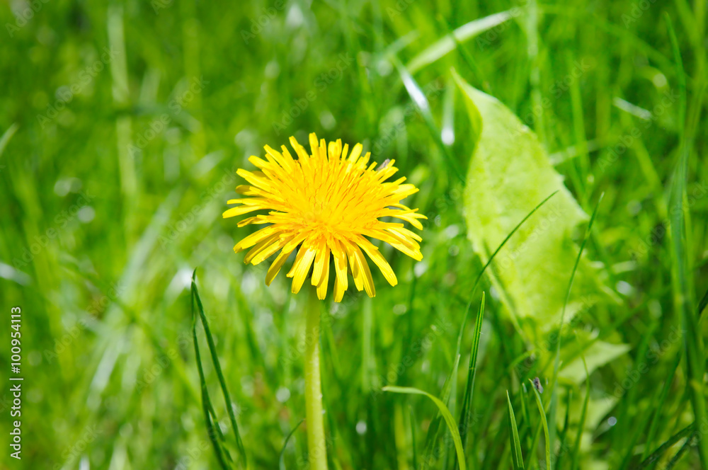 Yellow dandelions on a green meadow Yellow dandelions on a green meadow