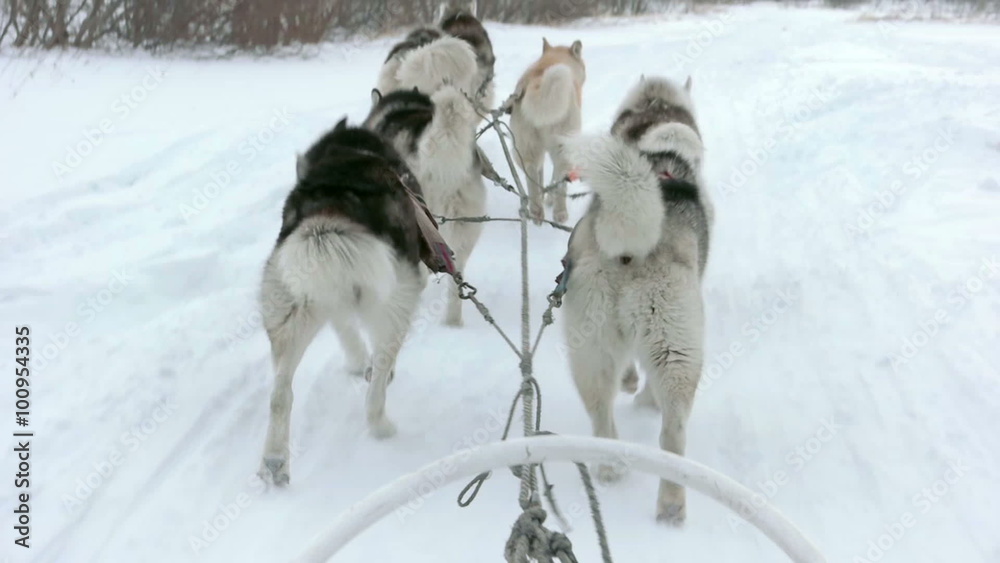 Sled dog team running slow motion 120fps Sled dog team running slow motion 120fps