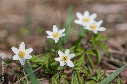 anemone flowers closeup