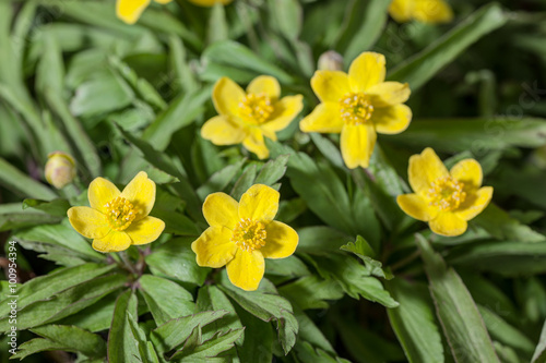 blooming globe-flower in spring