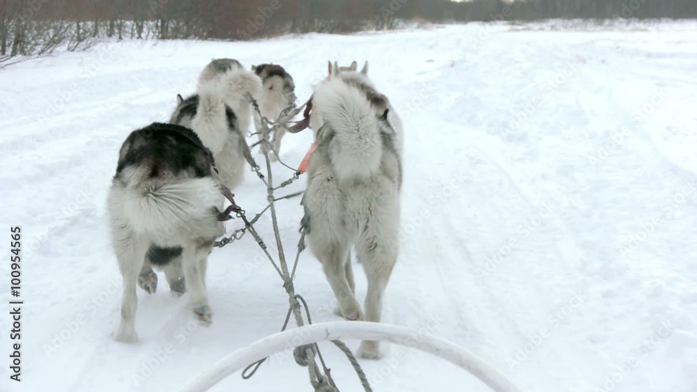 Sled dog team running slow motion 120fps Sled dog team running slow motion 120fps