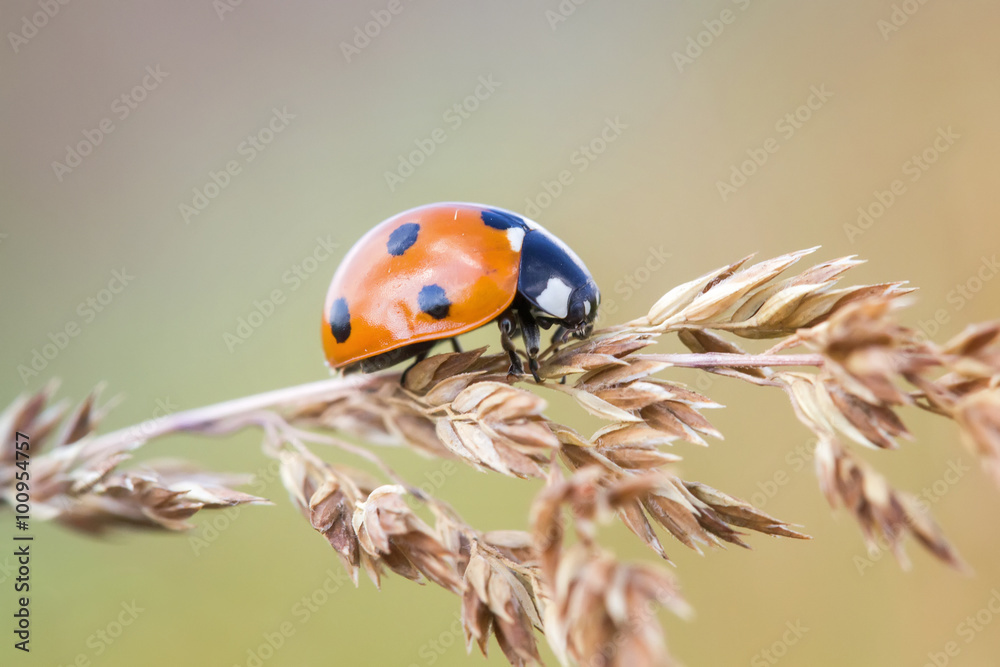 Naklejka premium ladybug crawling on a dry grass