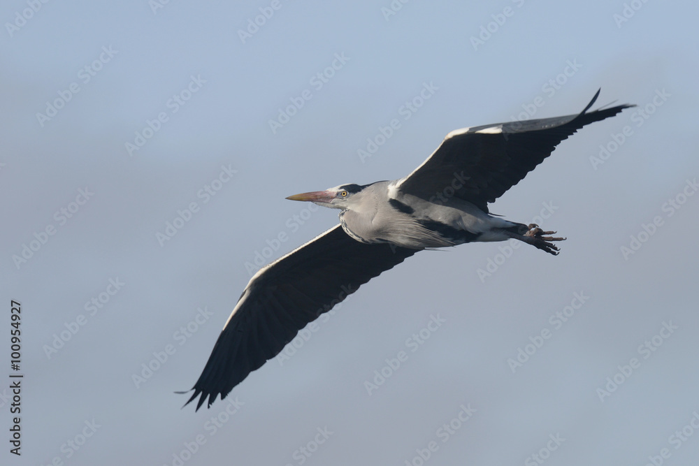 Obraz premium Grey Heron, Ardea cinerea