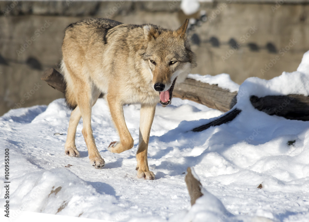 Naklejka premium Серый Волк