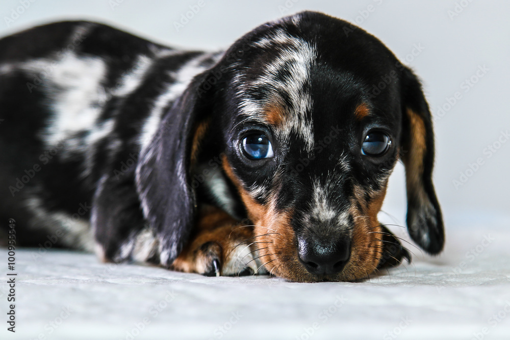 Puppy dachshund who turned a half months Puppy dachshund who turned a half months
