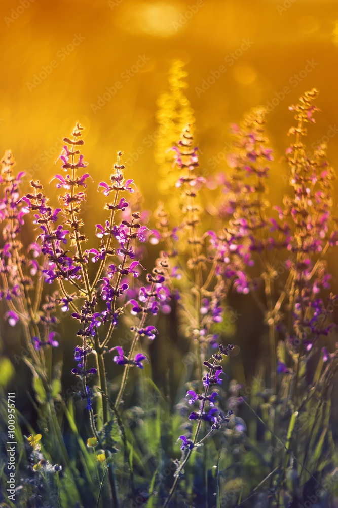 Obraz premium purple meadow flowers