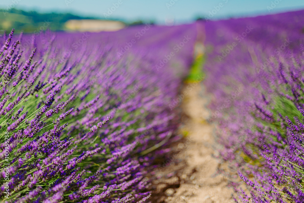 Obraz premium Blurred background of Blooming Purple Lavender Flowers Field in 