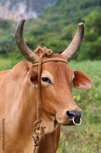 Cuba, cow in Vinales