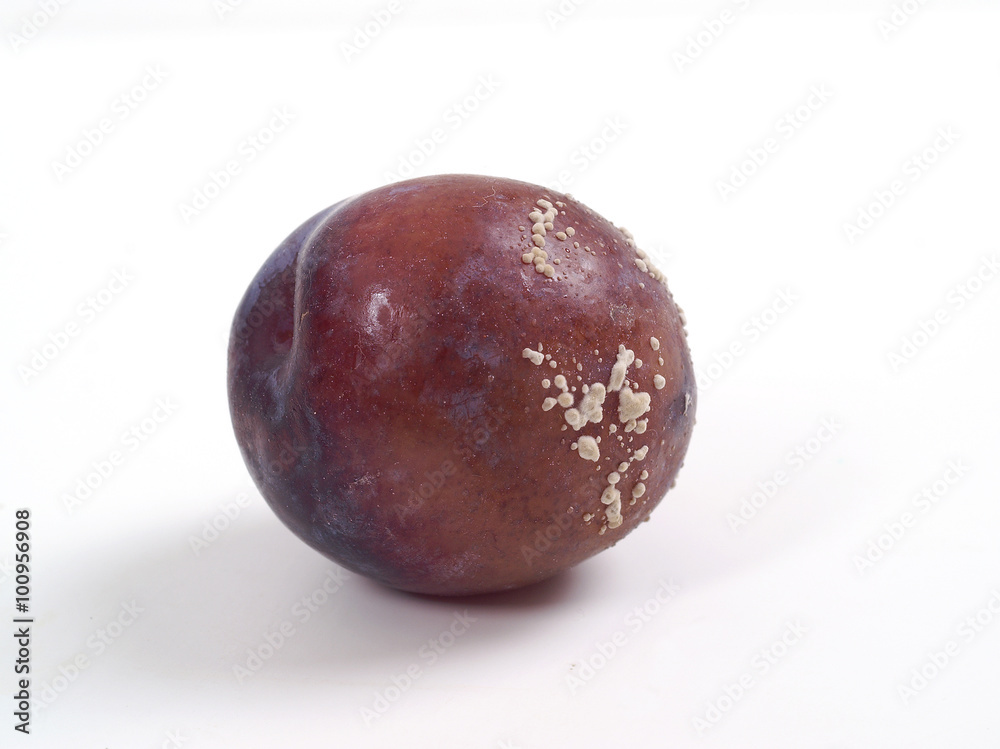 Brown rot of stone fruits  - monilinia laxa - obrazy, fototapety, plakaty 