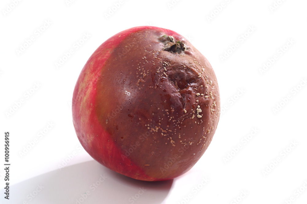 Apple tree brown rot - Monilinia fructigena Apple tree brown rot - Monilinia fructigena