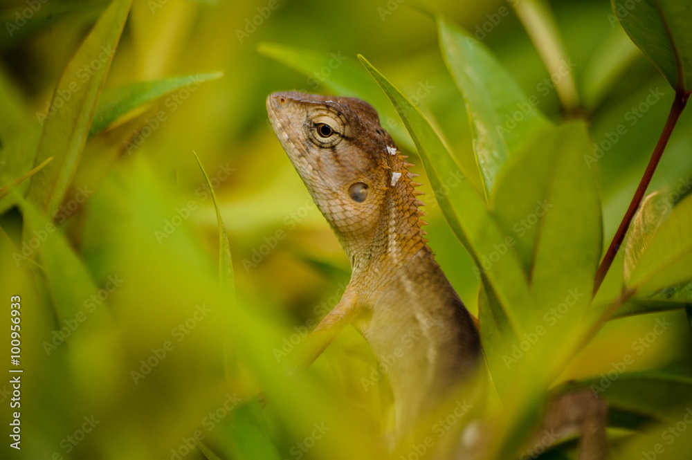 Obraz premium close up of Oriental garden lizard surrounded by leaves