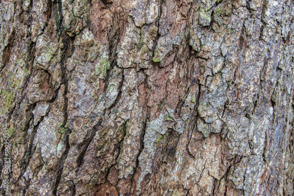 Patterned bark on the trunk is large. Patterned bark on the trunk is large.