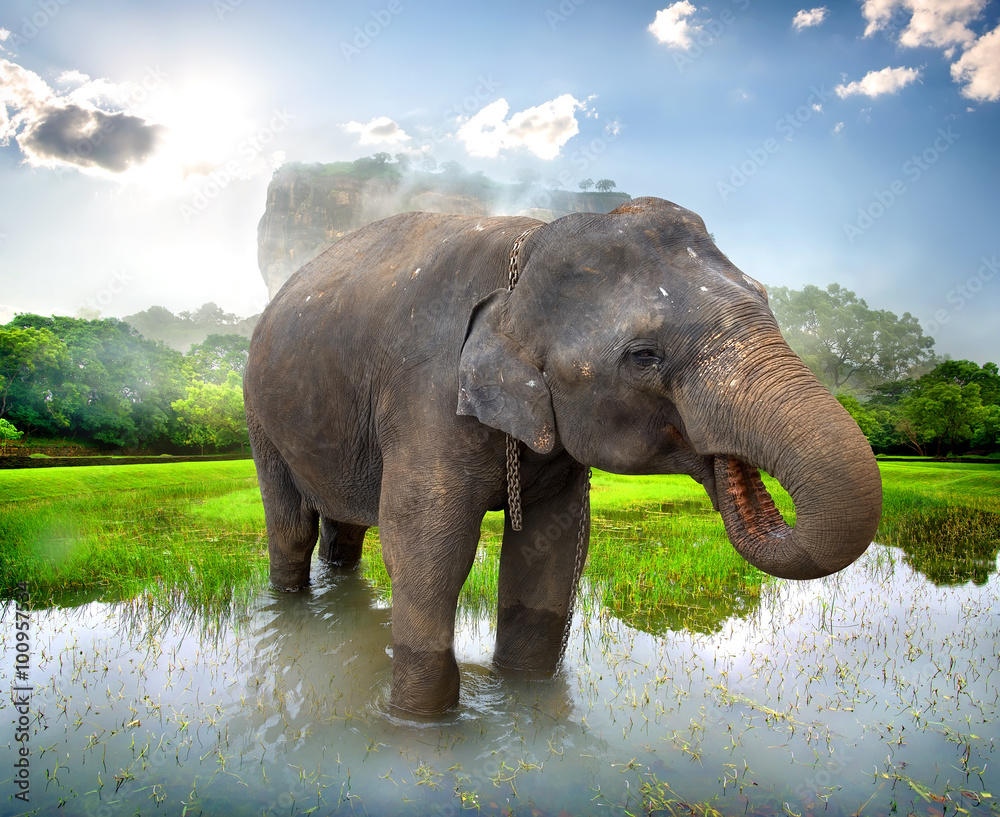 Obraz premium Elephant near Sigiriya