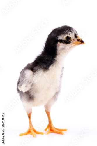 Baby Chicken black and color isolated on white background