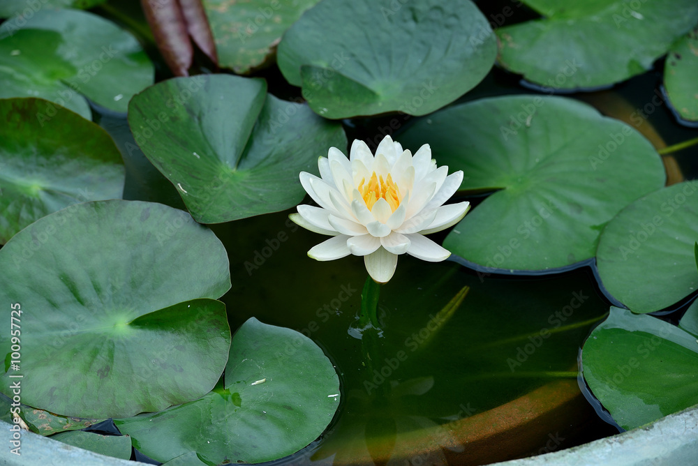 Lotus blossom Lotus blossom