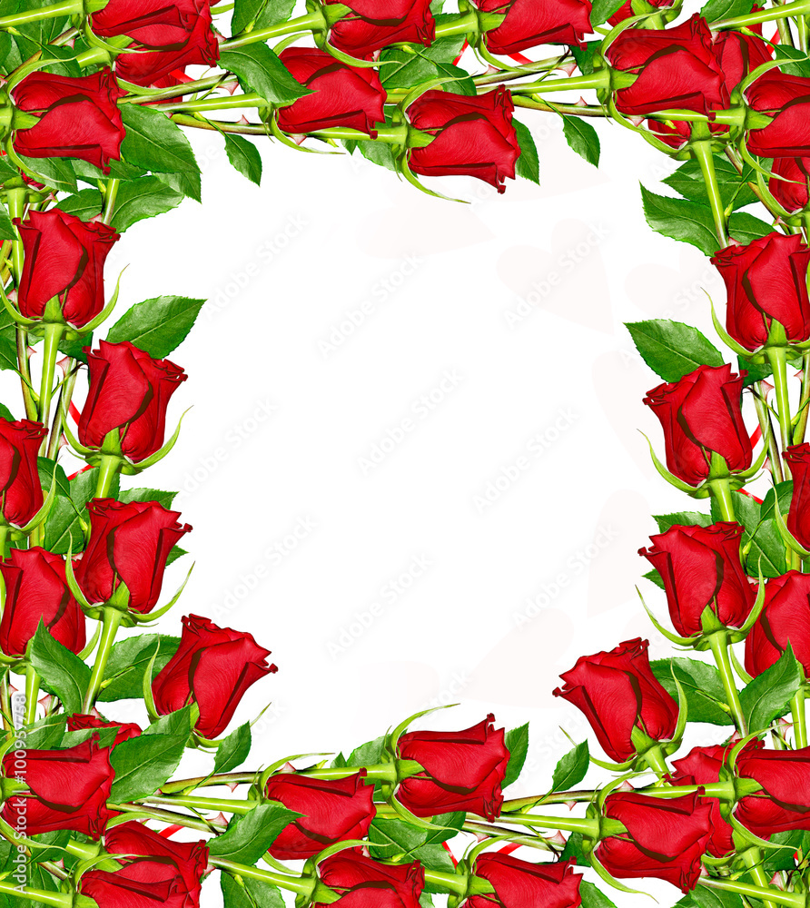 flowers rose isolated on white background. flowers rose isolated on white background.