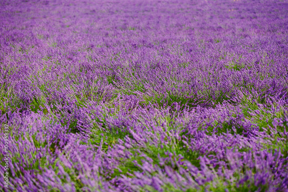 Blurred background of Blooming Purple Lavender Flowers Field in 