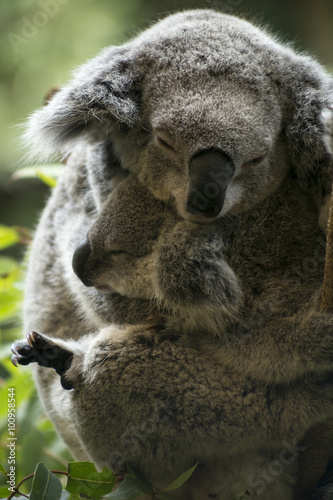 Photography Mother and joey koala cuddling