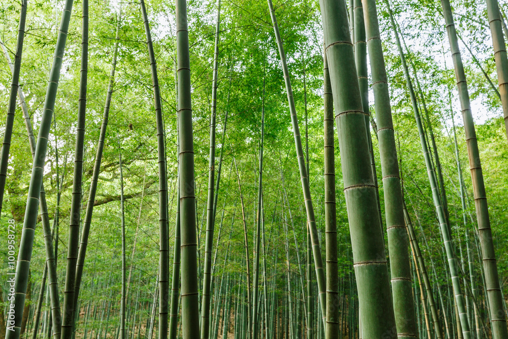 Green bamboo forest in the summer Green bamboo forest in the summer