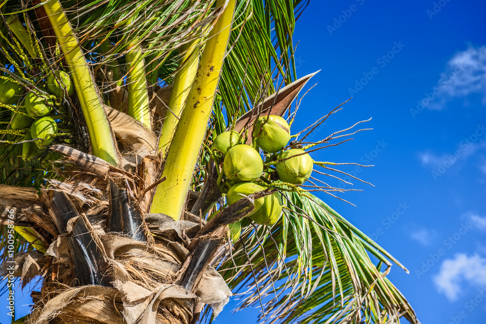 Fresh Coconut on Coconut Tree. Green Coconut on Palm Tree.