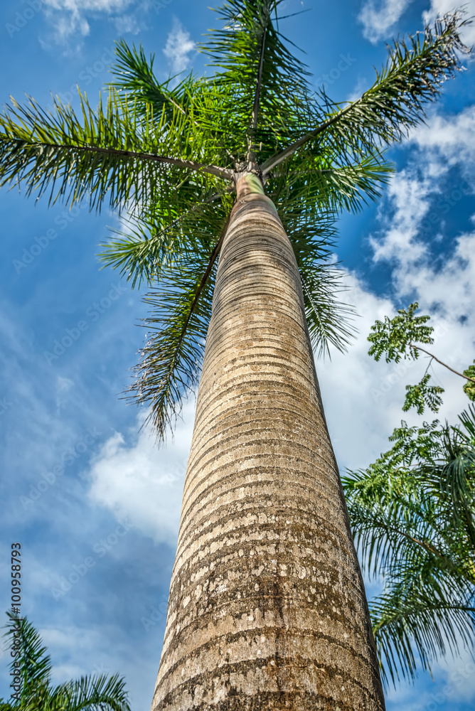 Green palm tree on blue sky with white clouds. Photo from Playa