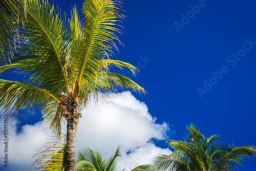 Green coconut palm trees on dark blue sky with white clouds. Pho